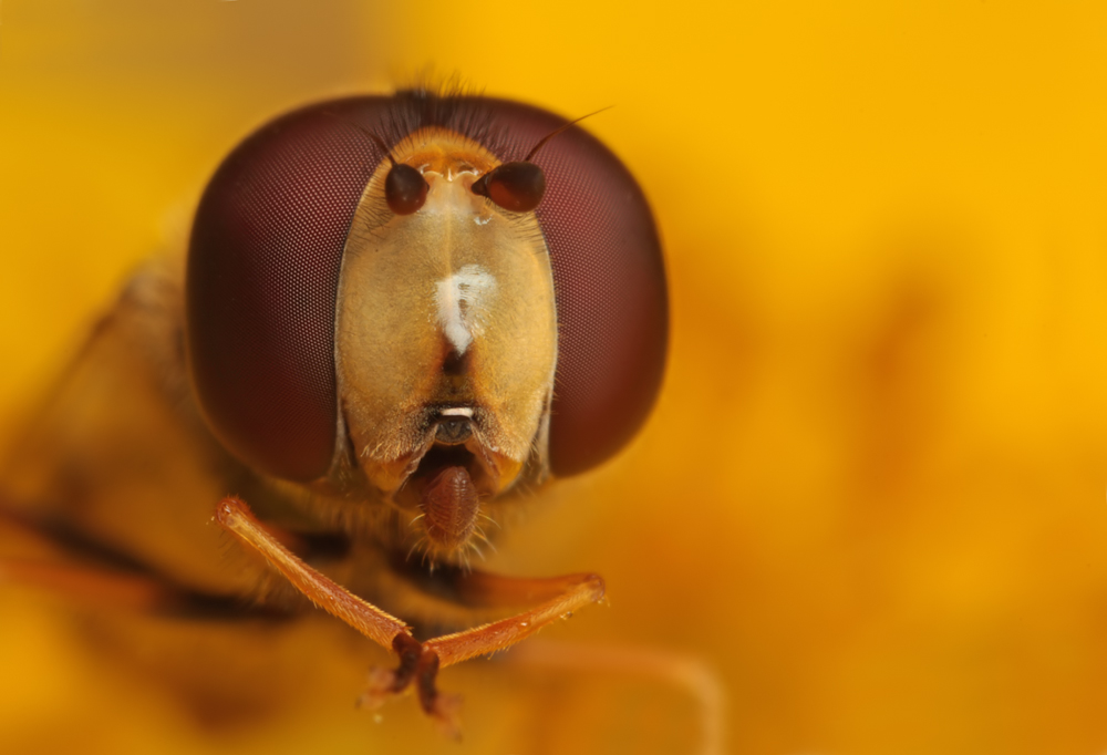 Hoverfly cleaning itself 1